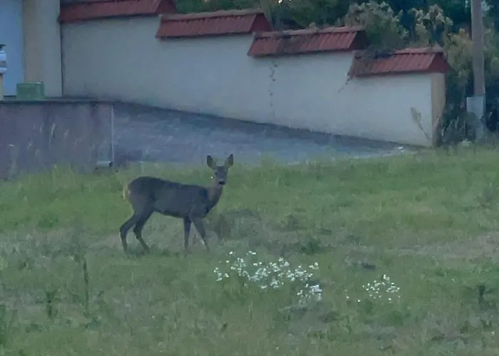 Balatonview - Myriam וילה Nemesbükk